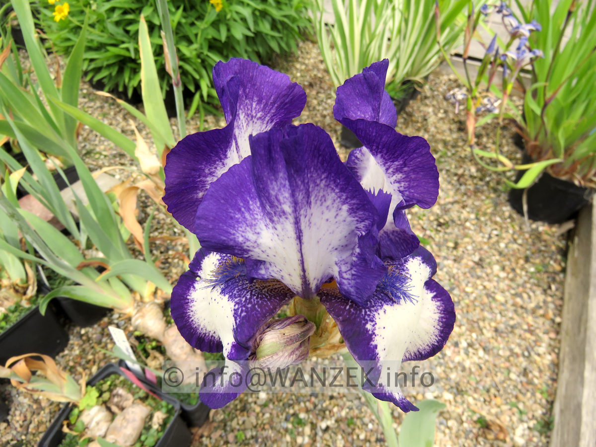 Iris barbata Stepping Out 002.JPG